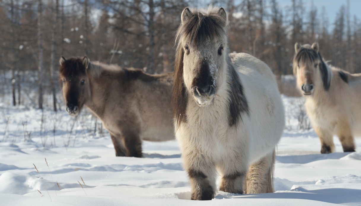 Oymyakon Cavalli yakut Oymyakon, Cavalli yakut