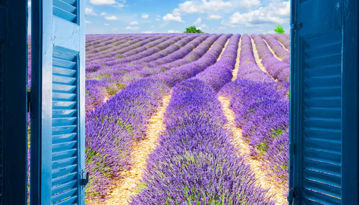 Campi di lavanda
