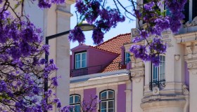 A caccia di fiori e colori nella Città della Luce