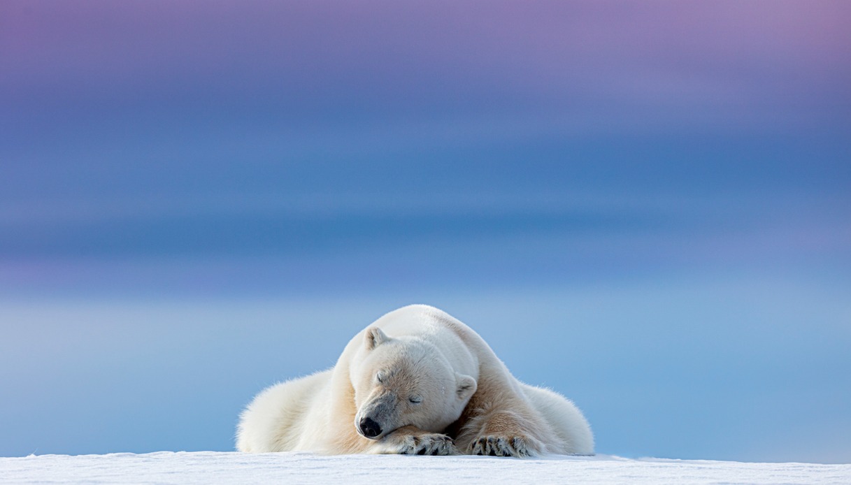Orso polare