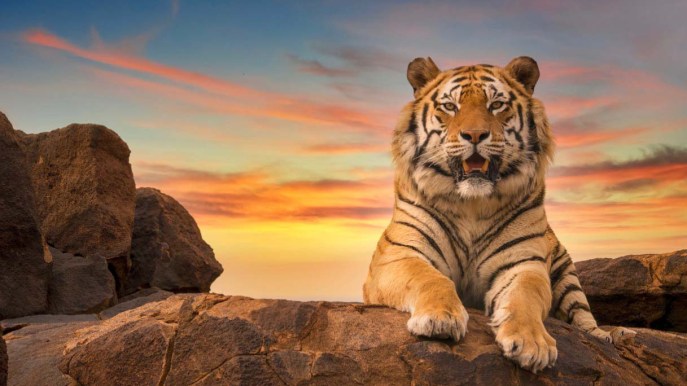 Animali fantastici e dove avvistarli