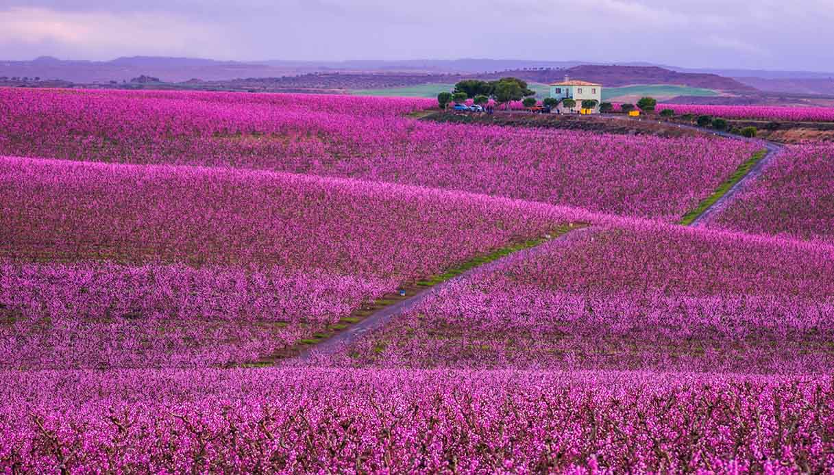 La meravigliosa fioritura ad Aitona