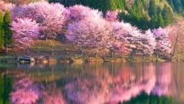 10 cartoline dal mondo fiorito che ti faranno innamorare