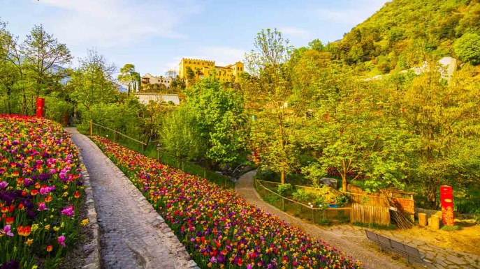 I tulipani esplodono in un caleidoscopio di colori: i giardini di Sissi sono un incanto