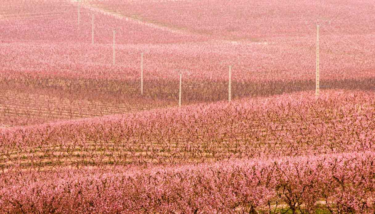 La meravigliosa fioritura ad Aitona