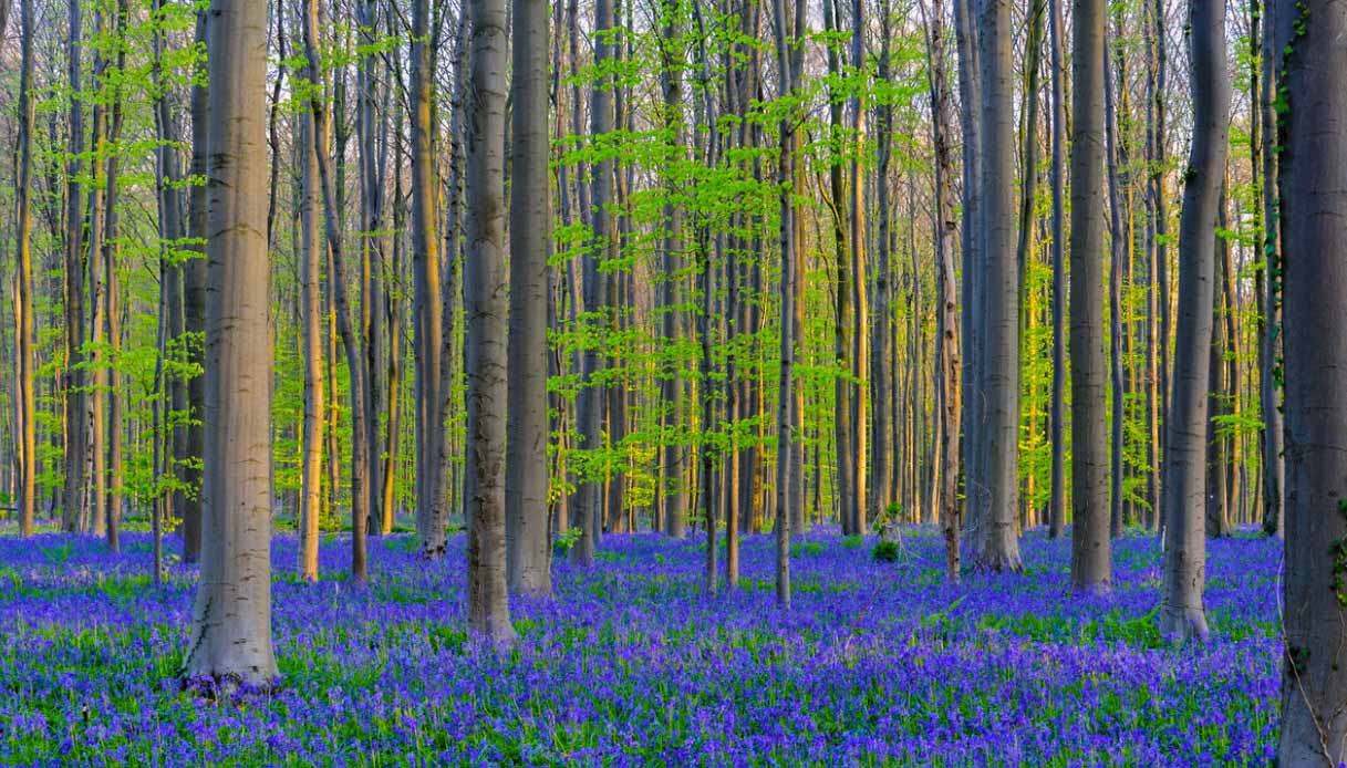 Foresta Blu di Halle