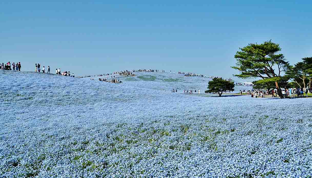 Hitachi Seaside Park