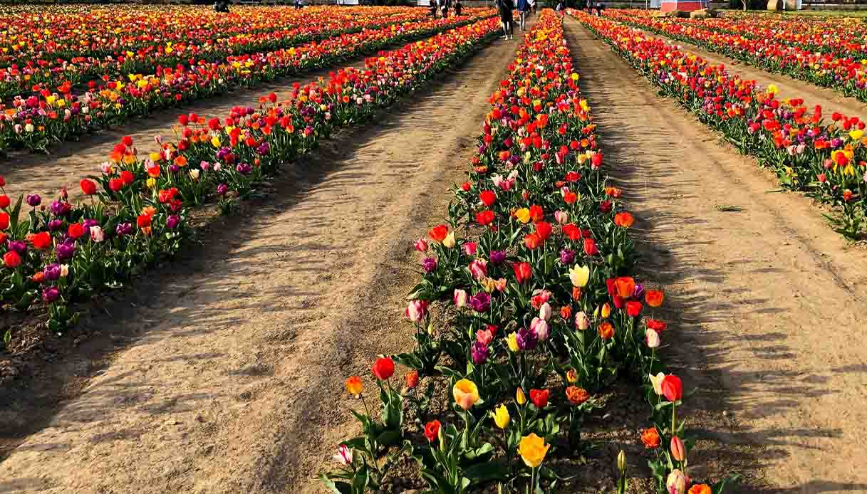 Vimodrone, Tulipani delle Meraviglie