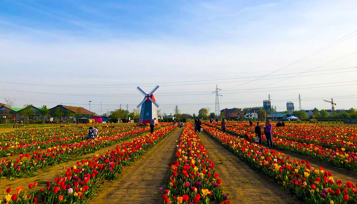 Vimodrone, Tulipani delle Meraviglie