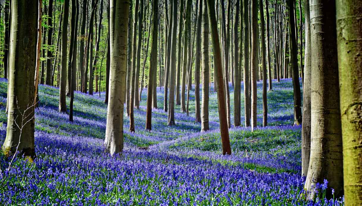 Foresta Blu di Halle