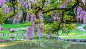 È glicine-mania: dove trovare le fioriture più belle