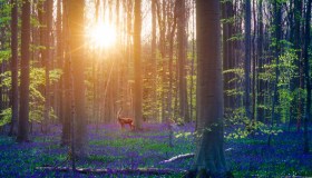 La foresta incantata si tinge di blu: è magia