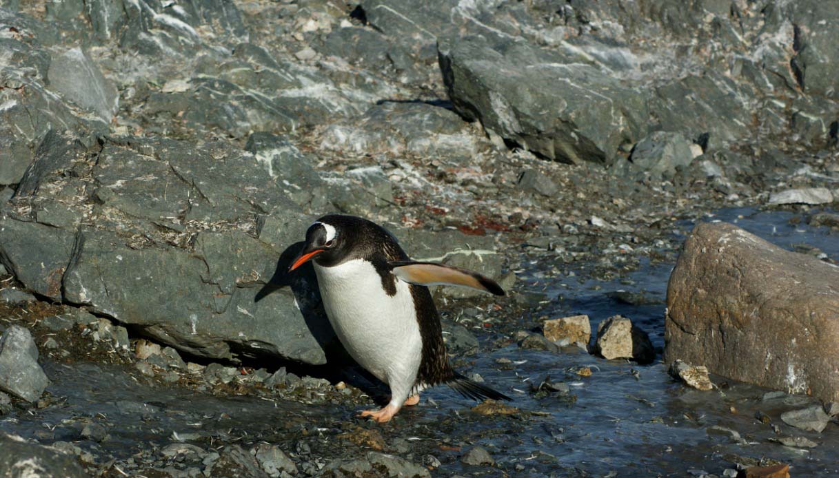 Port Lockroy
