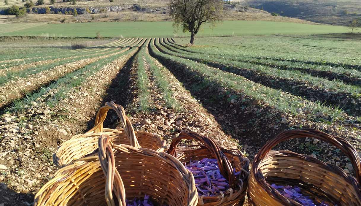 zafferano_Abruzzo