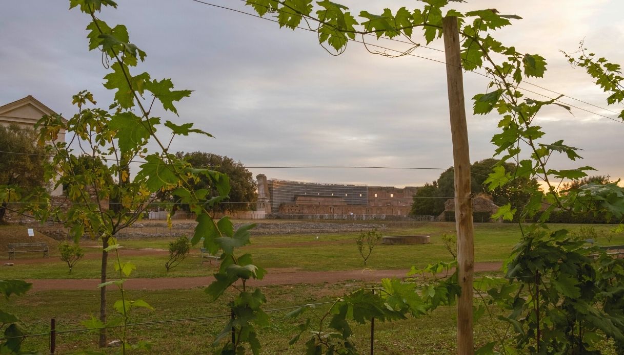 Vigneto Vigna Barberini