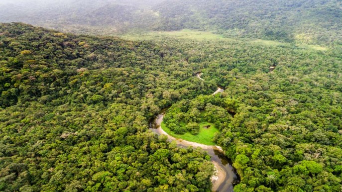 Scoperta sorprendente nella foresta: di cosa si tratta