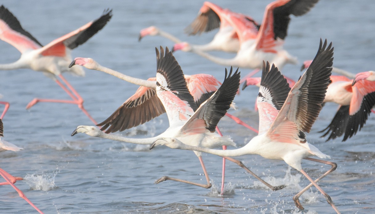Parc Natural de Ses Salines: la magia dei fenicotteri a Ibiza