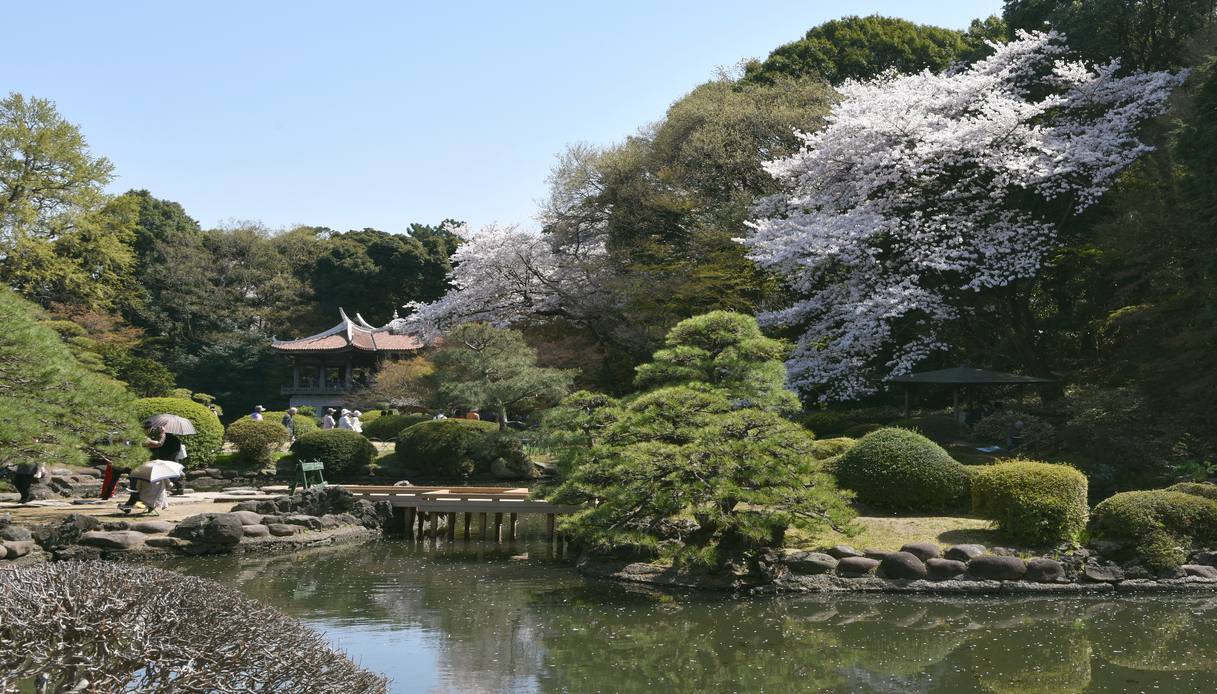 Shinjuku Gyoen tokyo