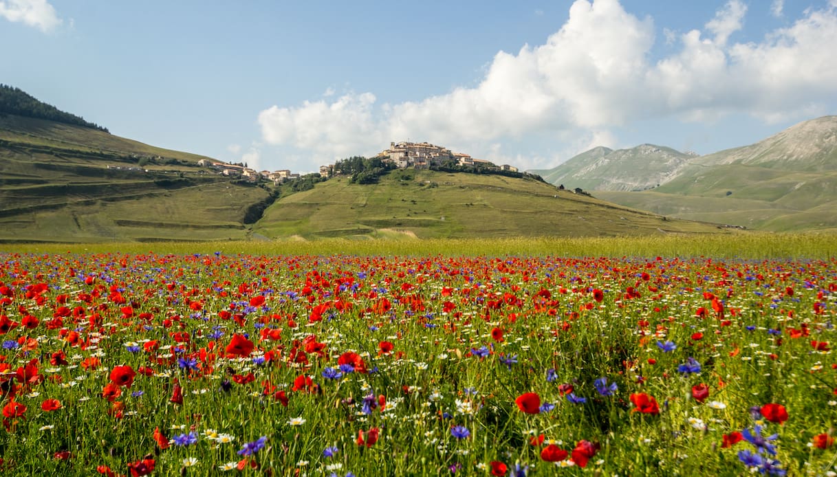 La fioritura più bella d’Italia ora è vietata alle auto