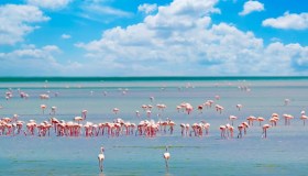 Avvistati fenicotteri in Italia: è iniziata la magia