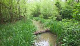 In Italia esiste una foresta allagata e puoi attraversarla