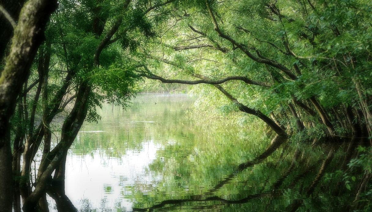 Oasi di Punte Alberete