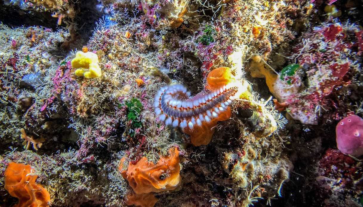 Paxos, Agrilas Reef