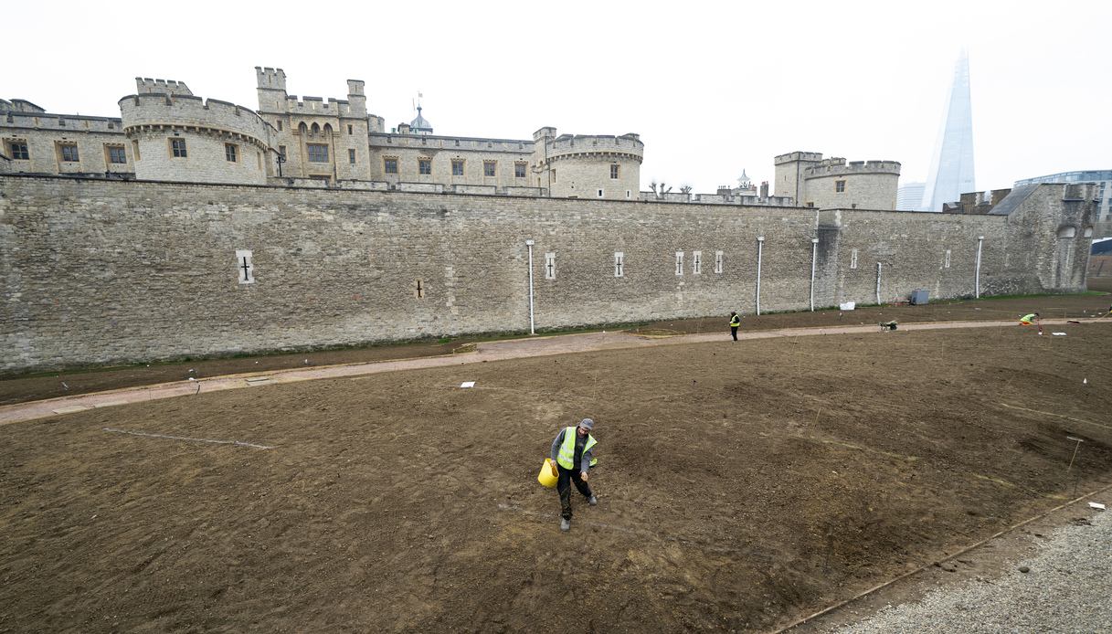 Superbloom tower of london