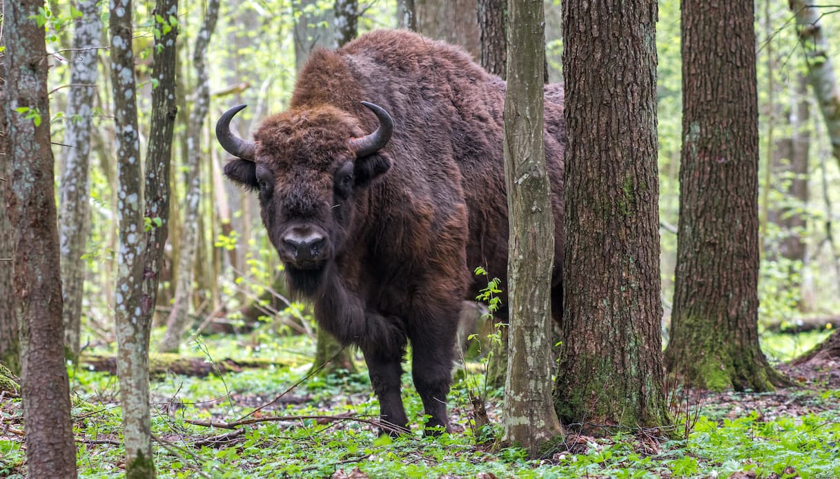 bisonte europeo Polonia
