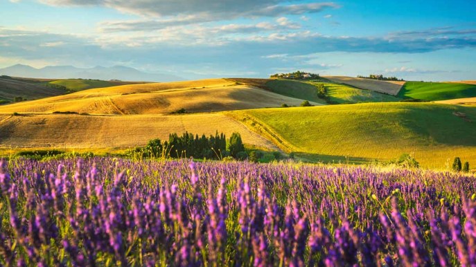 Fiorisce la lavanda, e i paesaggi italiani si tingono di blu