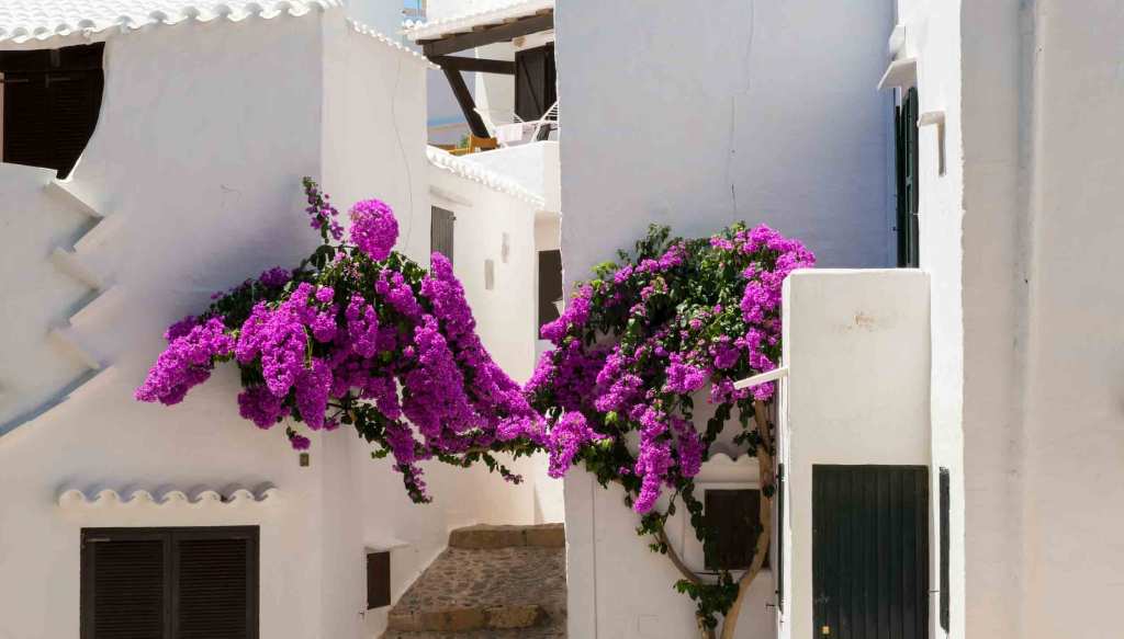 binibeca-bougainville-minorca