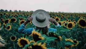 Campi di girasoli, come in un dipinto di van Gogh