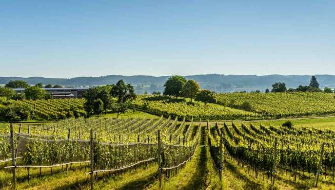 isola-reichenau-vigneti-lago-costanzA