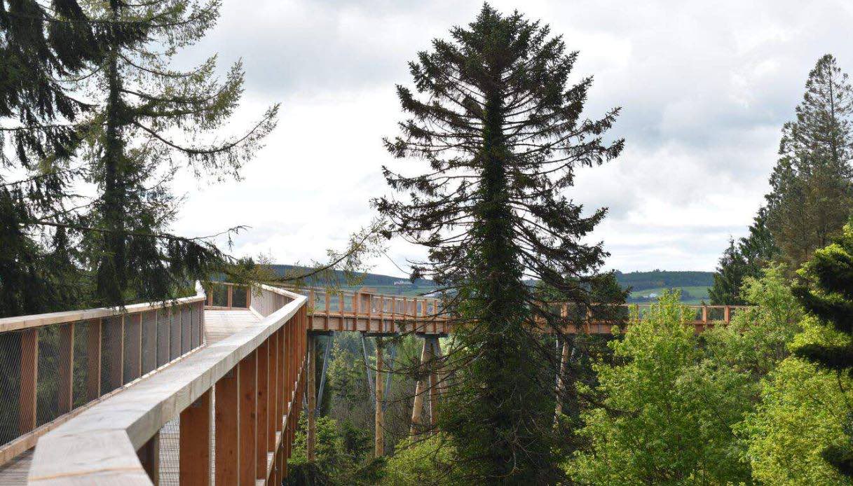 Avondale Treetop Walk