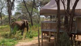 Dormire in mezzo alla natura tra gli elefanti