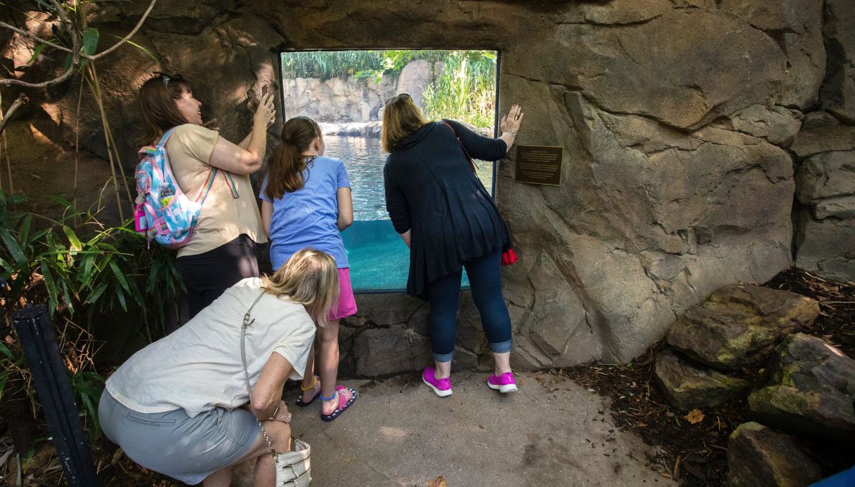 Hippo Cove