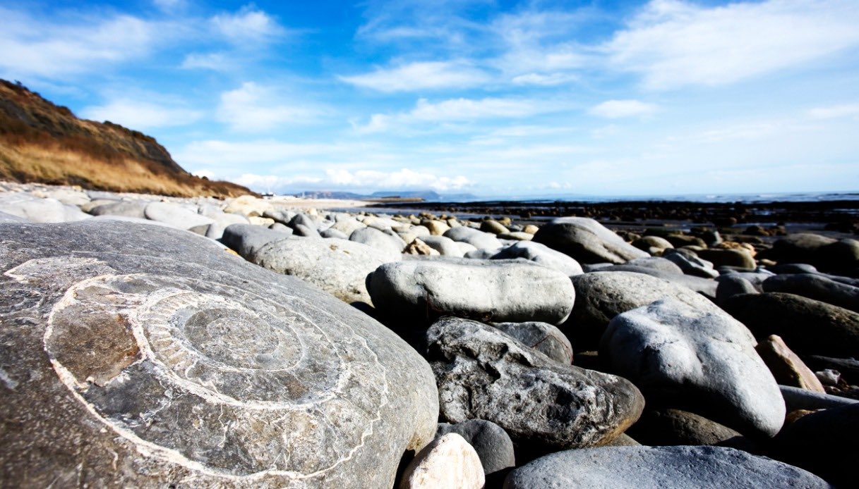 Lyme Regis, fossili sulla Jurassic Coast in Inghilterra