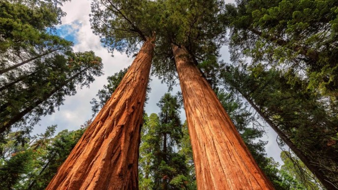 L’albero più alto del mondo è spettacolare, ma non avvicinartici troppo