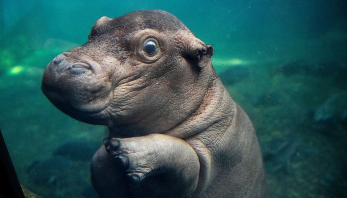 Il piccolo ippopotamo Fritz, Hippo Cove