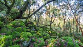 Il bosco di Biancaneve esiste davvero: si trova in Italia