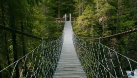 Il bosco italiano che “suona” e che ha rapito Stradivari