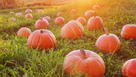 Il giardino di zucche più grande d’Europa