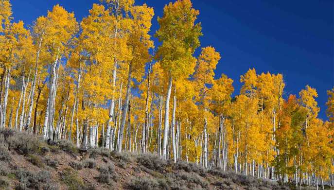 pando-gigante-tremulo