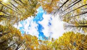 Dove si trova l’essere vivente più grande del mondo