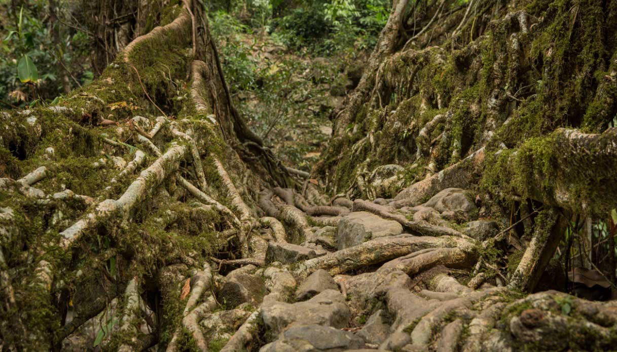 Ponti di radici in India