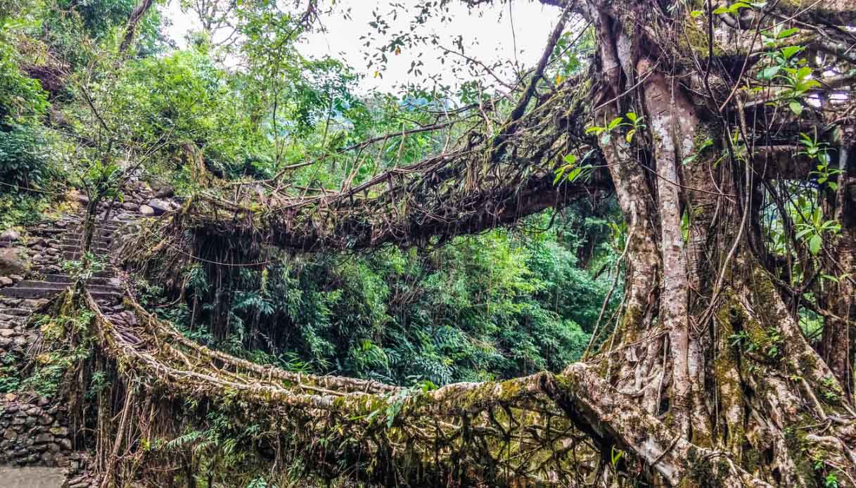 I ponti viventi del Meghalaya