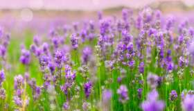 La Provenza raccontata da Ridley Scott e Peter Mayle è anche in Italia