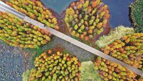 La spettacolare foresta galleggiante degli abeti d’acqua