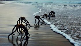 Lo strano caso dei mostri alieni sulla spiaggia in Sudafrica