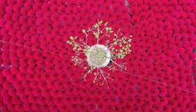 Viva Magenta: i luoghi color Pantone 2023 nel mondo